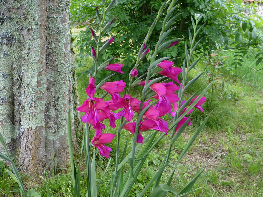 Gladiolus x byzantinus